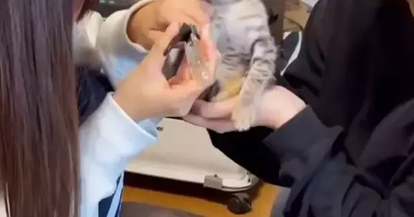 初めて『爪を切られた子猫』→顔を見たら…なんとも言えない『表情』が133万再生「魂抜けてないかｗ」「この世の終わりのようなｗ」