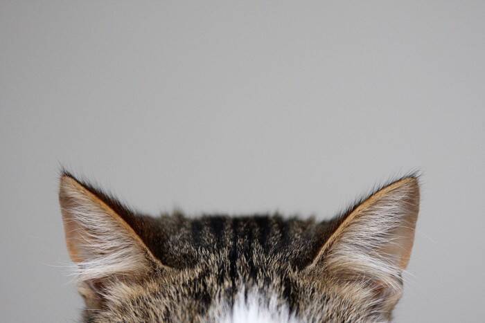 猫が名前を呼ばれたときに『返事をしている』仕草5選　鳴くだけではない意外なサインとは