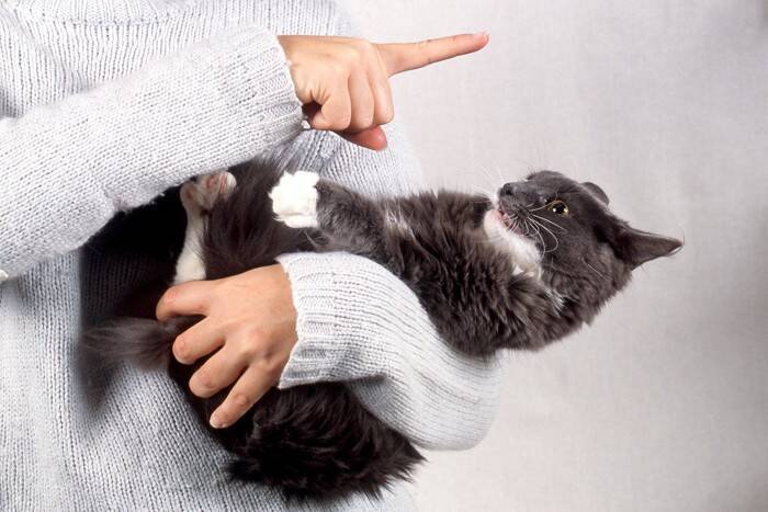 猫が理解しやすい『褒め方と叱り方』4つ　誤った方法ではいつまでも伝わらないかも？