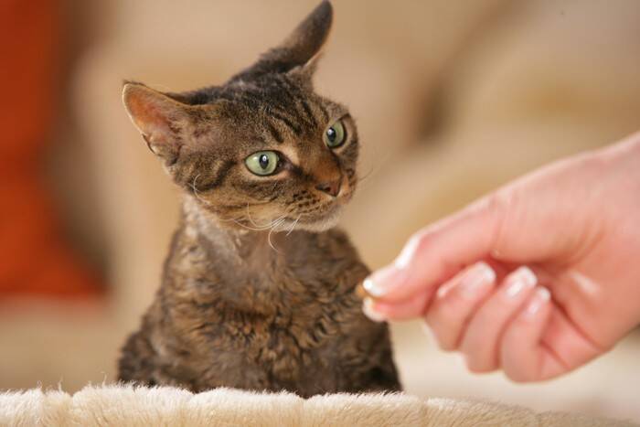 猫にあげてしまいがちな『人間の食べ物』4選　食べさせても大丈夫？知っておくべき注意点を解説