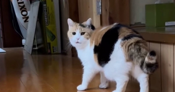 三毛猫が撮影されていることに気が付いて…次の瞬間→想像を超えてくる『尊い光景』が15万再生「悶絶した」「画面から飛び出してきてほしい」