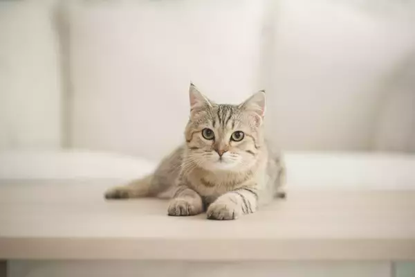 猫が『孤独な気持ち』になる飼い主のNG行動4選　与えかねない悪影響や心がけるべきこと