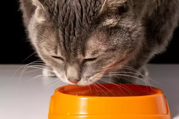 猫が『手で水を飲んでいる』ときの理由4つ　実は本能や習性が関係している？