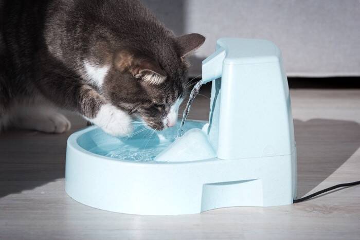 猫が『手で水を飲んでいる』ときの理由4つ　実は本能や習性が関係している？