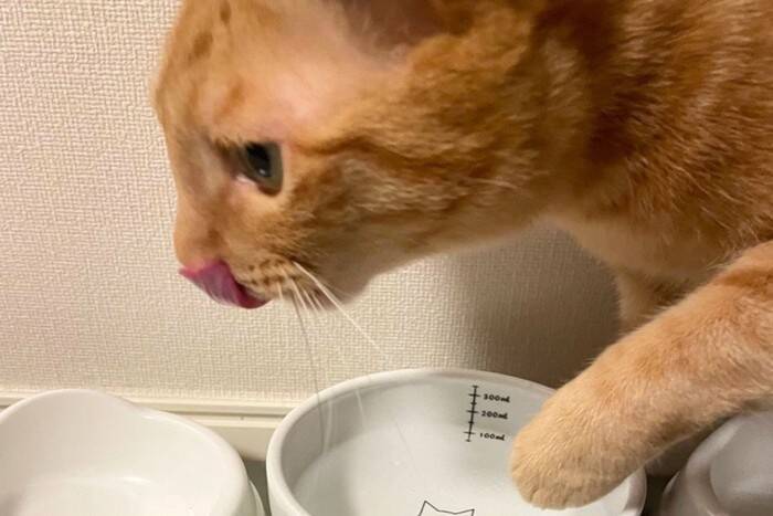 猫が『手で水を飲んでいる』ときの理由4つ　実は本能や習性が関係している？