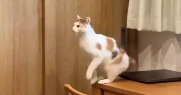 ケージの上にジャンプしようと『距離感を見定めていた猫』→次の瞬間…「電車で見たらダメなやつｗ」「泣いたｗｗ」爆笑の展開に１万いいね
