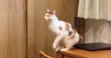 ケージの上にジャンプしようと『距離感を見定めていた猫』→次の瞬間…「電車で見たらダメなやつｗ」「泣いたｗｗ」爆笑の展開に１万いいね