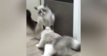 『急に飛び出してきた同居猫』に…慌ててジャンプした猫の『まさかのポーズ』に爆笑の声「飛び方がバンジージャンプｗ」「めっちゃ笑った」