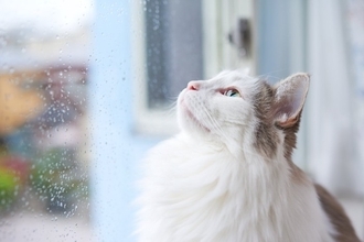 猫と迎える『梅雨の時期』に気を付けたいこと4選　注意が必要な理由から健康ケアの方法まで