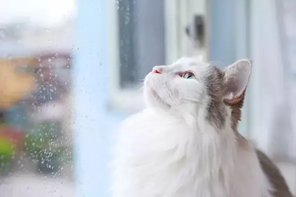猫と迎える『梅雨の時期』に気を付けたいこと4選　注意が必要な理由から健康ケアの方法まで