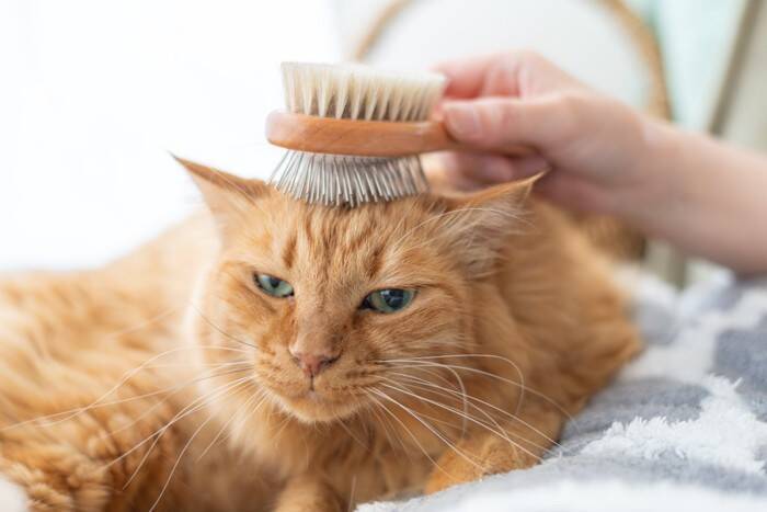 猫と迎える『梅雨の時期』に気を付けたいこと4選　注意が必要な理由から健康ケアの方法まで