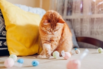 猫を飼っていると起こる『飼い主が焦る瞬間』5選　思わずヒヤヒヤする場面や安全を守るための対策