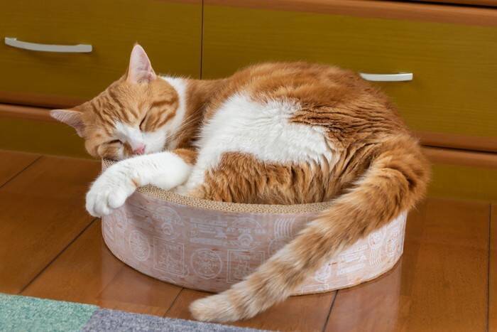 猫を飼っていると起こる『飼い主が焦る瞬間』5選　思わずヒヤヒヤする場面や安全を守るための対策