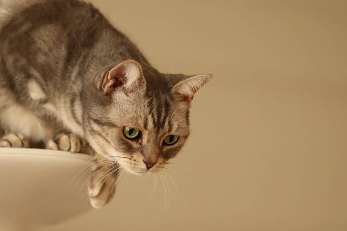 猫を飼っていると起こる『飼い主が焦る瞬間』5選　思わずヒヤヒヤする場面や安全を守るための対策