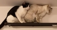 カーテンレールの上に乗る『2匹の猫』を見ていると…コントのような『爆笑の展開』が28万再生「理不尽な猫世界ｗ」「おもしろ可愛いｗ」