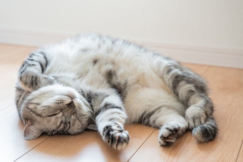 猫の『寝姿』から読み解れる性格の傾向4つ　どんな心理が表れているの？体勢別の意味もご紹介