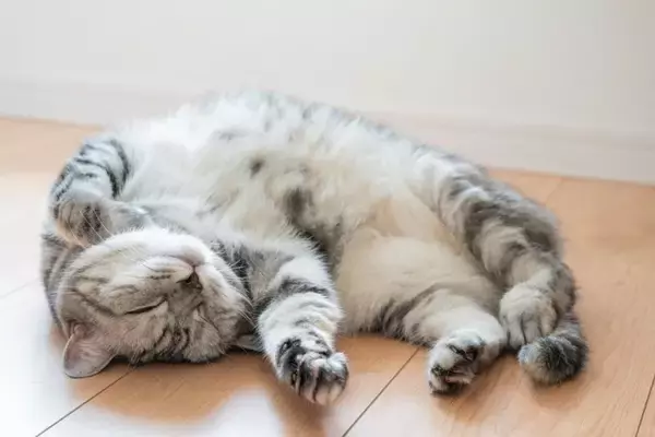 猫の『寝姿』から読み解れる性格の傾向4つ　どんな心理が表れているの？体勢別の意味もご紹介