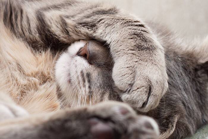 猫の『寝姿』から読み解れる性格の傾向4つ　どんな心理が表れているの？体勢別の意味もご紹介