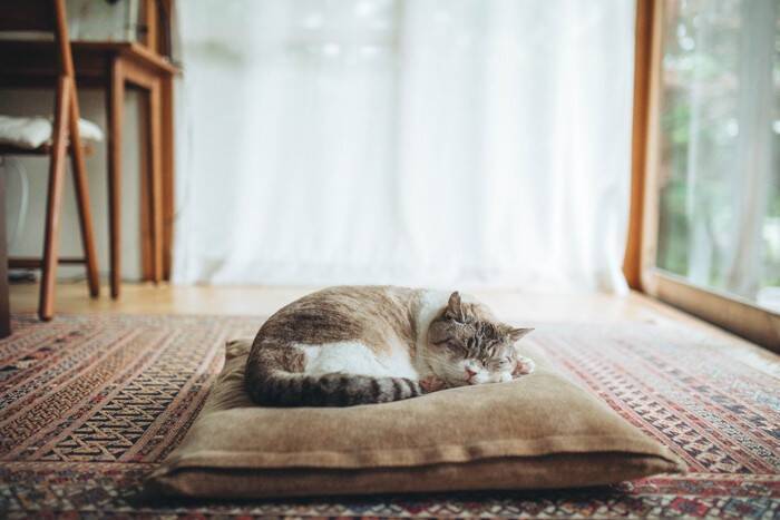 猫の『寝姿』から読み解れる性格の傾向4つ　どんな心理が表れているの？体勢別の意味もご紹介
