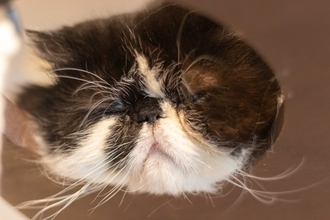 猫が『面倒くさがっている』ときにみせる仕草4つ　気分を見極めるコツから上手な関わり方まで