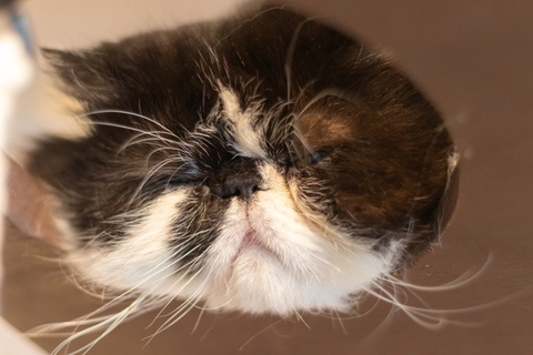 猫が『面倒くさがっている』ときにみせる仕草4つ　気分を見極めるコツから上手な関わり方まで
