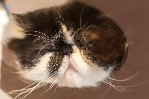 猫が『面倒くさがっている』ときにみせる仕草4つ　気分を見極めるコツから上手な関わり方まで