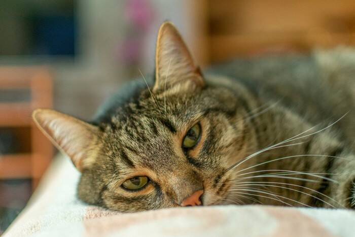 猫が『面倒くさがっている』ときにみせる仕草4つ　気分を見極めるコツから上手な関わり方まで