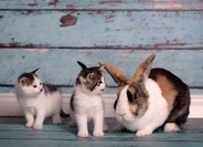 猫と同居させてはいけない『他の動物』4選　思わぬトラブルの可能性や避けるべき理由を解説