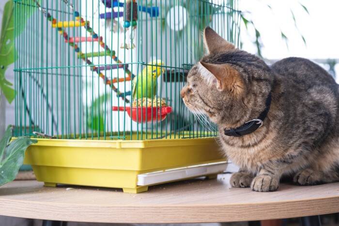 猫と同居させてはいけない『他の動物』4選　思わぬトラブルの可能性や避けるべき理由を解説