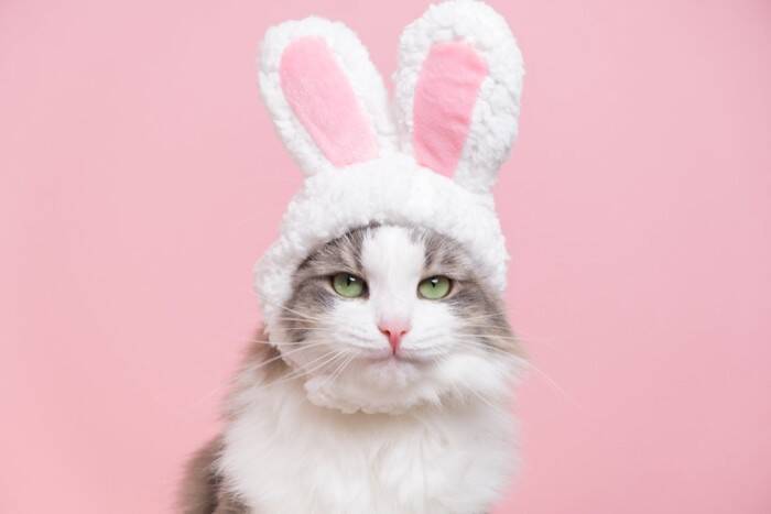 猫と同居させてはいけない『他の動物』4選　思わぬトラブルの可能性や避けるべき理由を解説