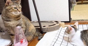 『新入り子猫』が先住猫たちと対面した結果…心温まる『優しい歓迎』に「本当にすごい」「接し方に愛を感じる」「いい子ばかりだね」と反響