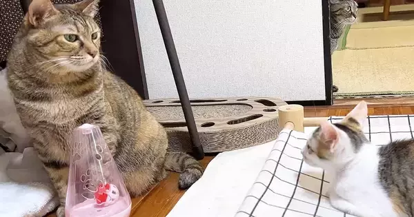 『新入り子猫』が先住猫たちと対面した結果…心温まる『優しい歓迎』に「本当にすごい」「接し方に愛を感じる」「いい子ばかりだね」と反響
