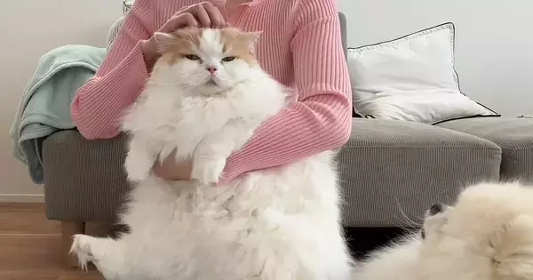 猫のお手入れをしていると、犬が近づいてきて…思わず笑ってしまう『可愛すぎる行動』に「どこで覚えたのｗ」「もう本当に癒されるｗ」の声