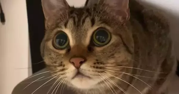 飼い主の手を狙って『猫パンチ』を繰り出した猫…まさかの展開が可愛すぎると反響「天然なところが最高にたまらん」「抱きしめたくなった」
