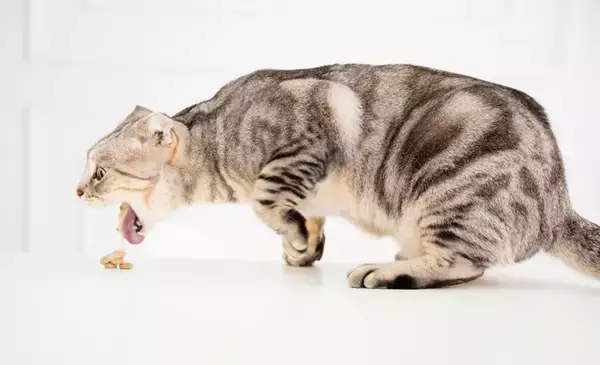 猫が『嘔吐した物の色』から原因がわかる？5種の色別の理由や注意すべきケースも解説