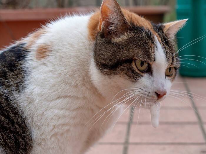 猫が『嘔吐した物の色』から原因がわかる？5種の色別の理由や注意すべきケースも解説