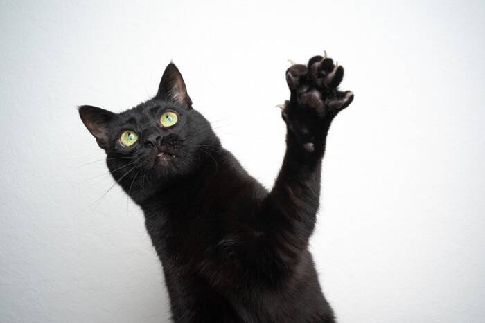 幸運を呼ぶ証？『縁起がいい猫』の特徴3選　鍵しっぽ、黒猫…そういわれる理由もご紹介♪
