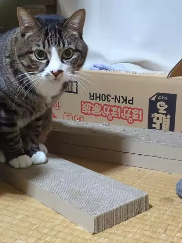 キャットタワーに座っているだけと思った猫が、実は…飼い主も知らなかった『まさかの行動』に1万9000いいね「コミュ力高いｗ」「賢いね」