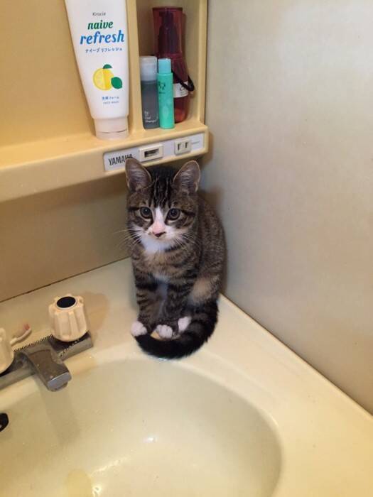 キャットタワーに座っているだけと思った猫が、実は…飼い主も知らなかった『まさかの行動』に1万9000いいね「コミュ力高いｗ」「賢いね」