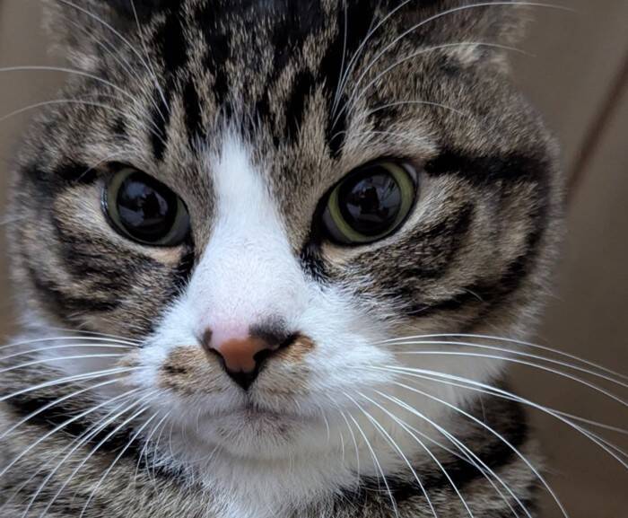 キャットタワーに座っているだけと思った猫が、実は…飼い主も知らなかった『まさかの行動』に1万9000いいね「コミュ力高いｗ」「賢いね」