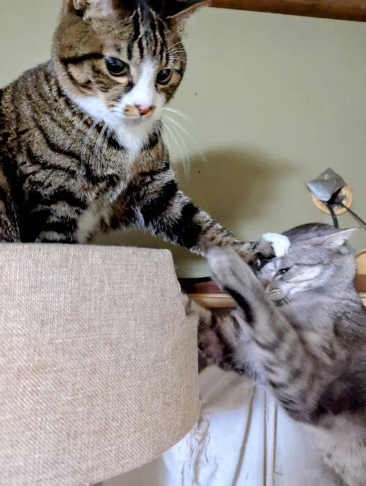 キャットタワーに座っているだけと思った猫が、実は…飼い主も知らなかった『まさかの行動』に1万9000いいね「コミュ力高いｗ」「賢いね」