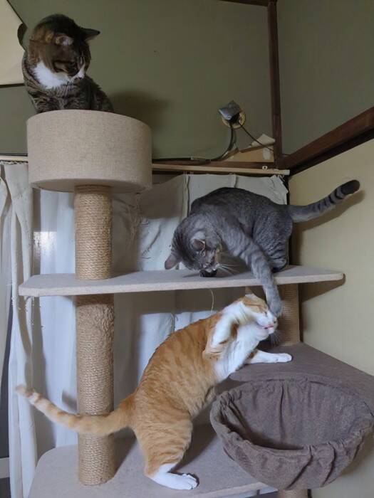 キャットタワーに座っているだけと思った猫が、実は…飼い主も知らなかった『まさかの行動』に1万9000いいね「コミュ力高いｗ」「賢いね」