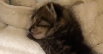 泥水の中で鳴いていた『176グラムの小さな子猫』→保護された結果…現在の『まさかの光景』に「想像以上で笑ったw」「伸び伸びと成長したねw」