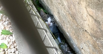 家の裏で『カラスに狙われていた子猫』→勇気ある行動で救出された結果…涙を誘う光景に反響「運命の出会いだね」「幸せになるんだよ」