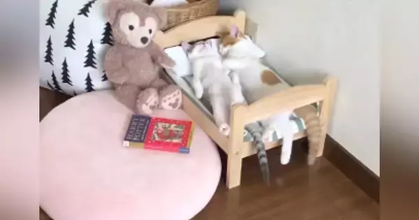 ベッドを見たら、いっしょに眠っていた"2匹の猫"…とんでもなく尊い瞬間が112万再生「ぬいぐるみだと思ったｗ」「嘘みたいにかわいい」