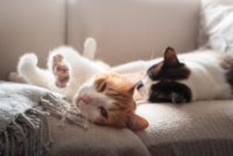 猫が『寝言』を言っているときの理由4選　病気が隠れているケースも…？