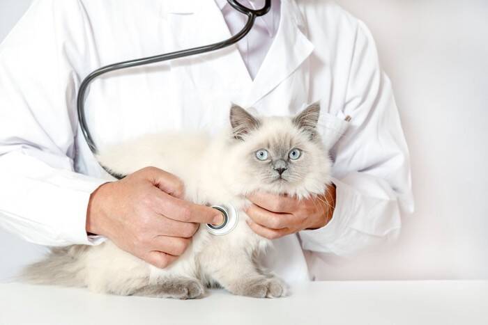 猫が『寝言』を言っているときの理由4選　病気が隠れているケースも…？