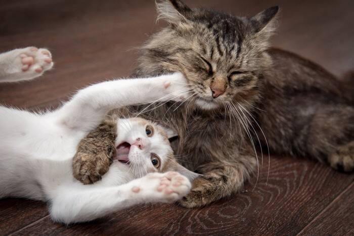 猫を新しく迎えたい…『多頭飼い』するときの注意点5つ　年齢や性別で相性が変わる？環境づくりのコツも解説