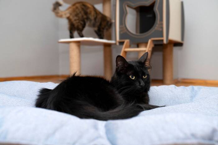 猫を新しく迎えたい…『多頭飼い』するときの注意点5つ　年齢や性別で相性が変わる？環境づくりのコツも解説