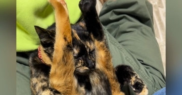 膝の上でくつろぐサビ猫→『驚きのポーズ』で…子供たち爆笑の『まさかの光景』が68万再生「ガラケーになった猫ｗ」「心境を知りたいｗ」